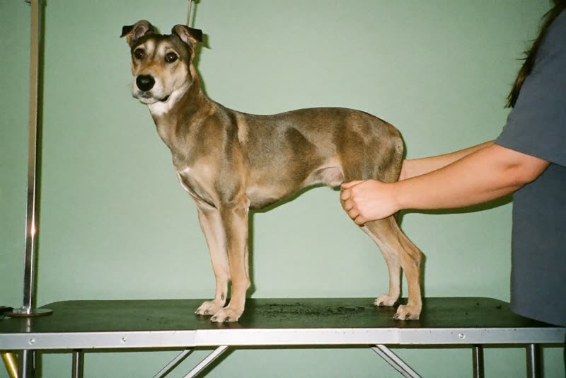 A dog standing calmly on a grooming table, steadied by a groomer's hands