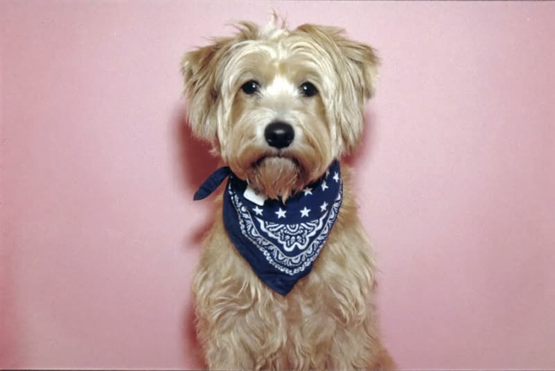 A freshly groomed crossbreed dog sitting after its appointment