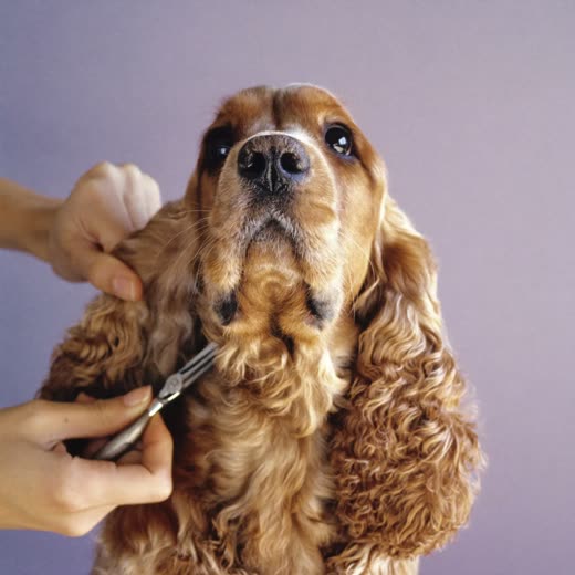 A spaniel having its coat clipped with grooming clippers
