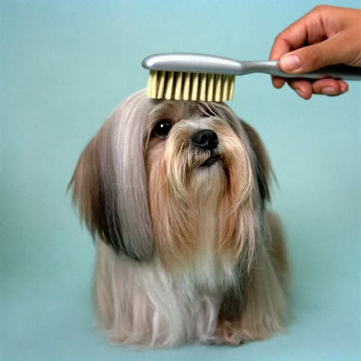 A long-haired shih tzu being brushed out
